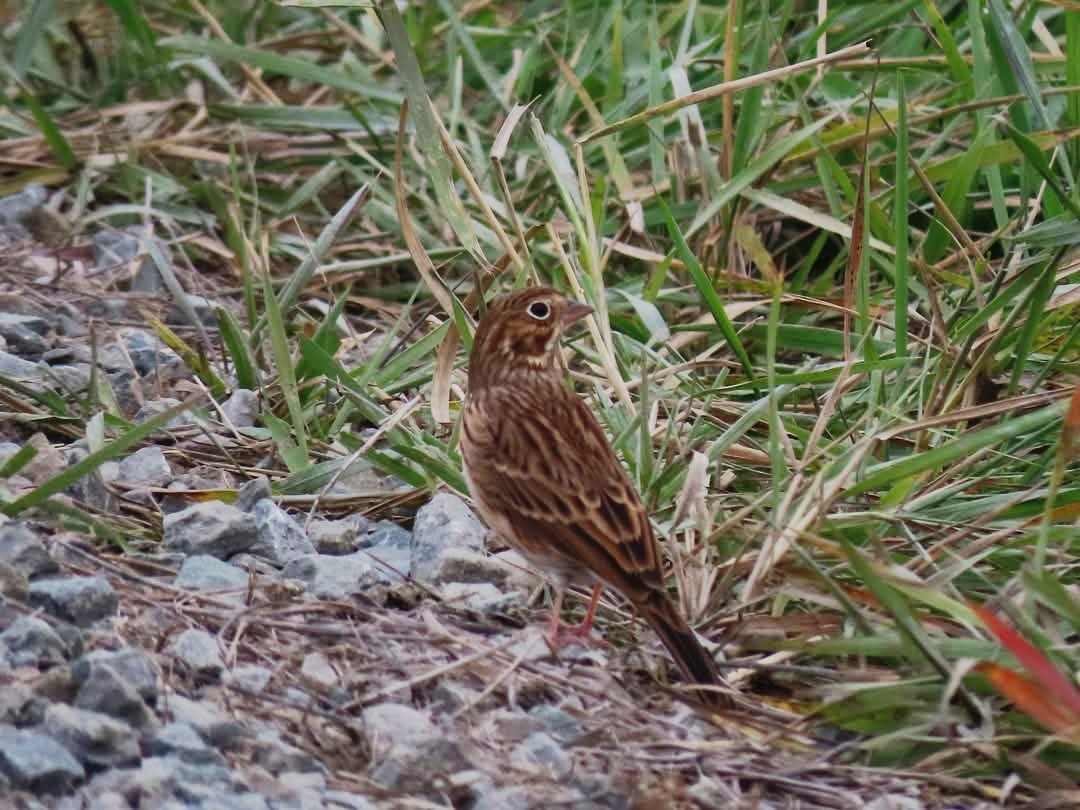 Vesper Sparrow - ML643811295