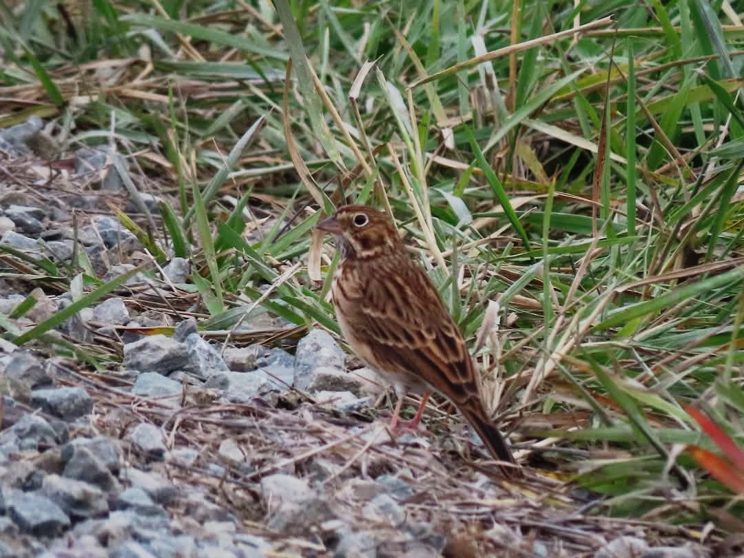Vesper Sparrow - ML643811296