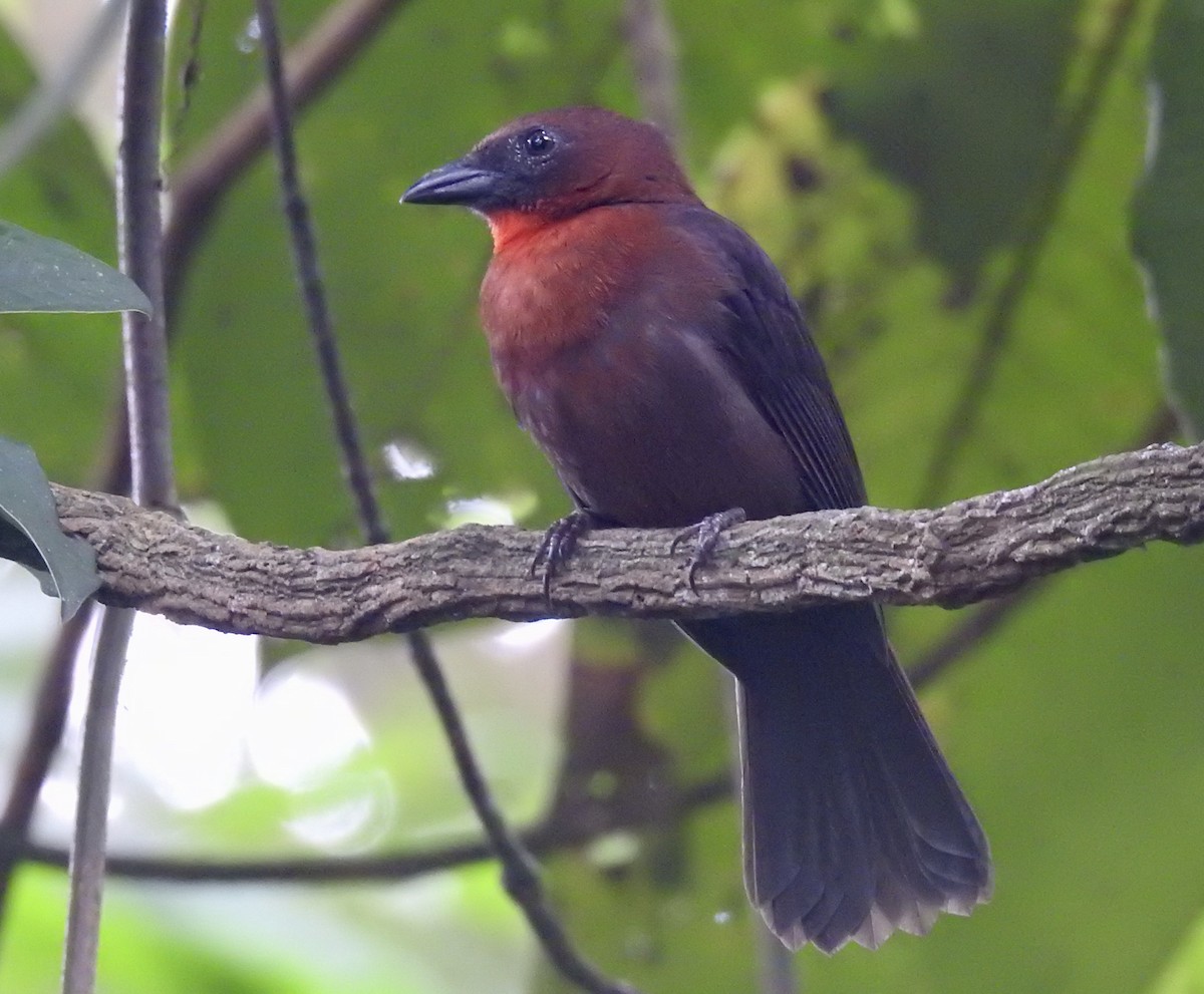 Habia à gorge rouge - ML643811299