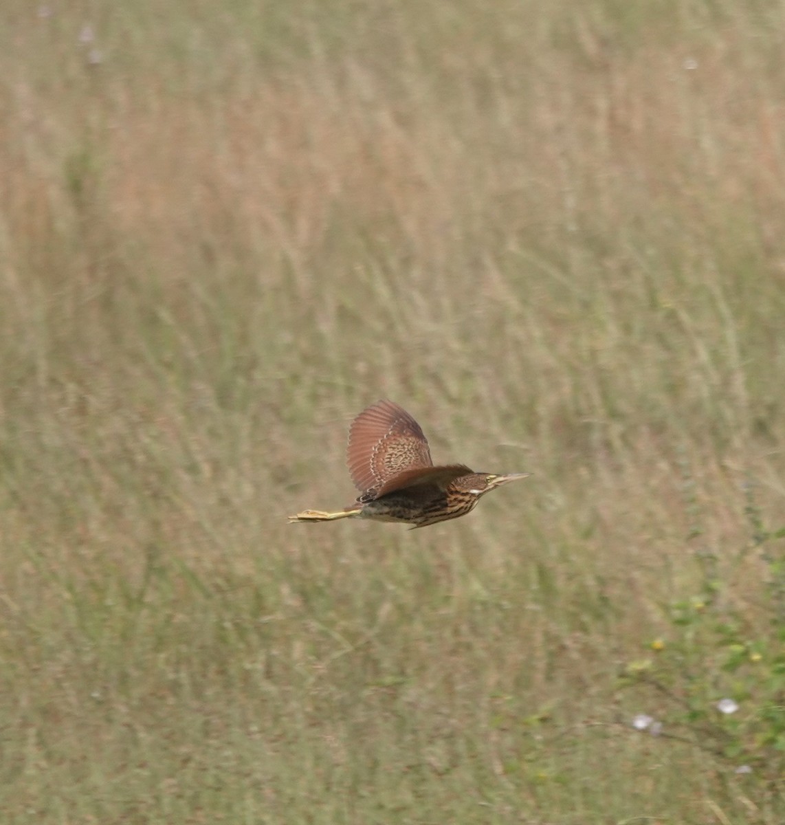 Cinnamon Bittern - ML643811300