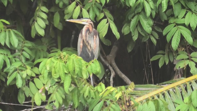 Purple Heron (Purple) - ML643811301