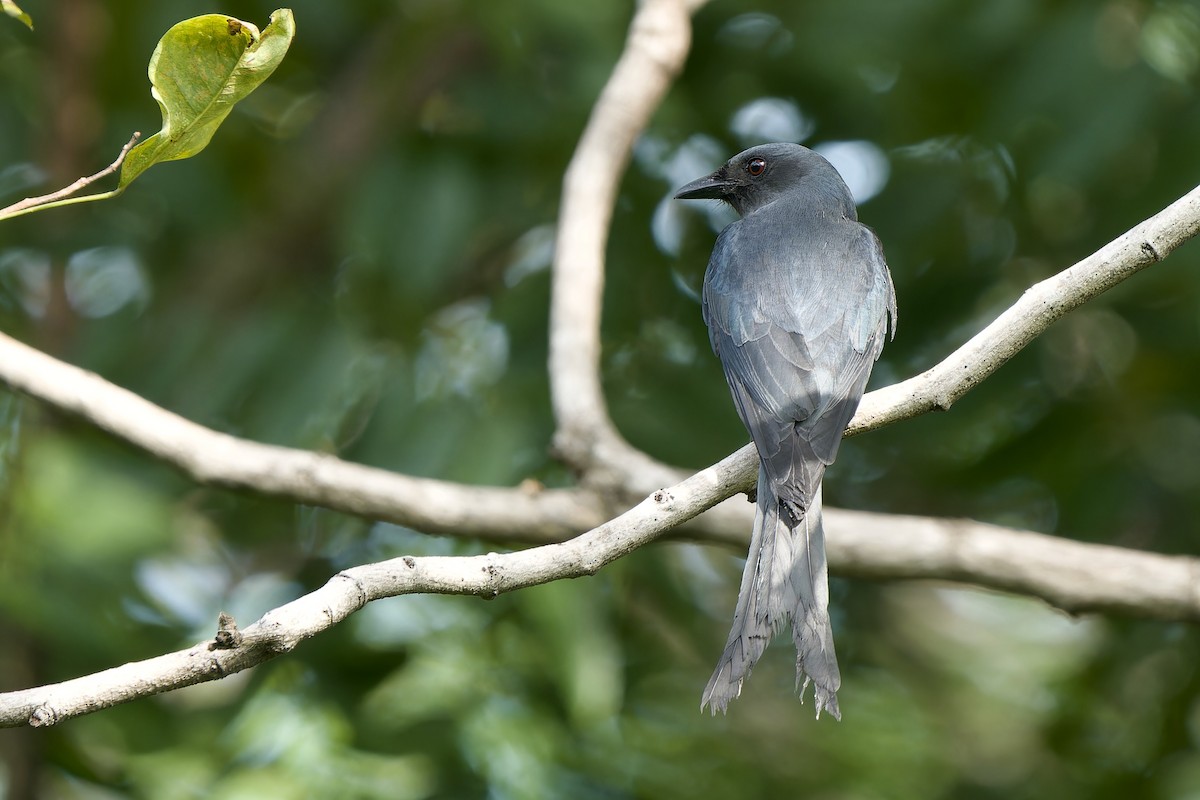 Ashy Drongo (Sooty) - ML643811305