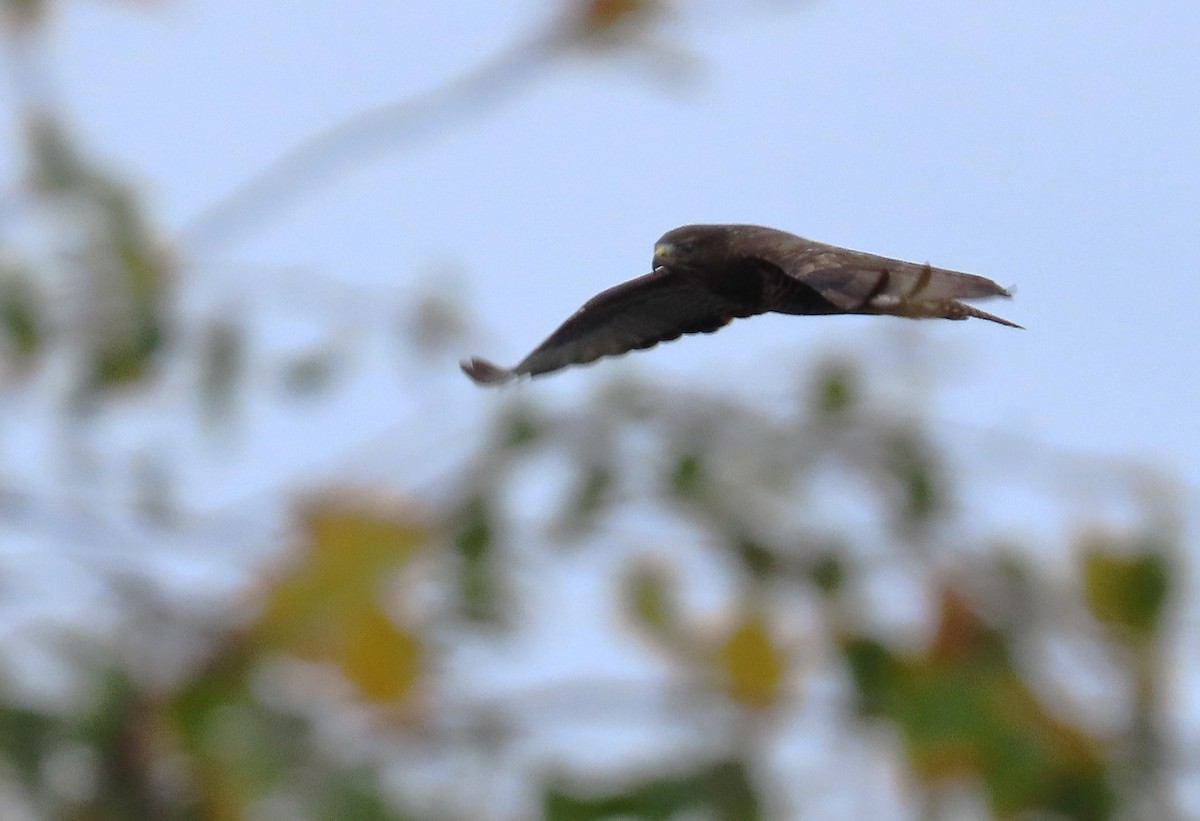 Common Buzzard - ML643811318
