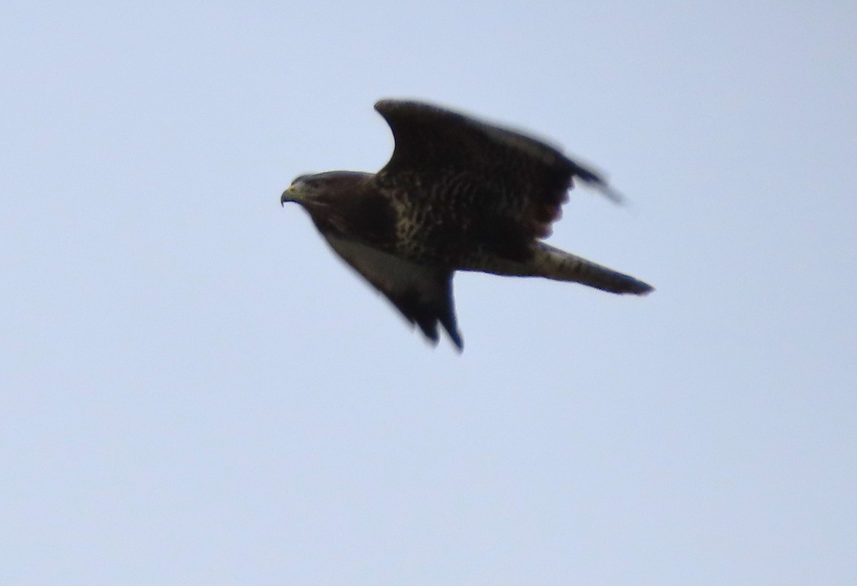 Common Buzzard - ML643811324