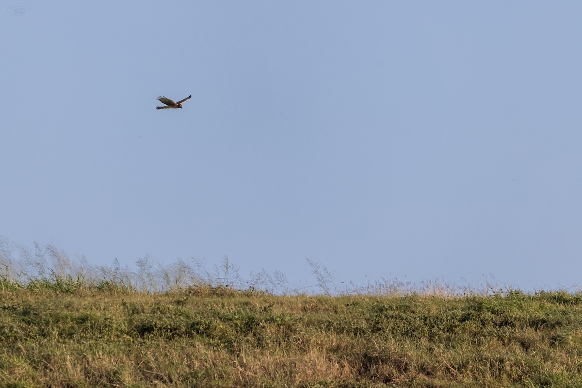 Northern Harrier - ML643811327