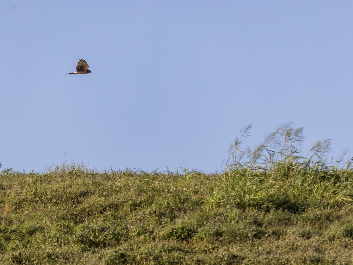 Northern Harrier - ML643811328