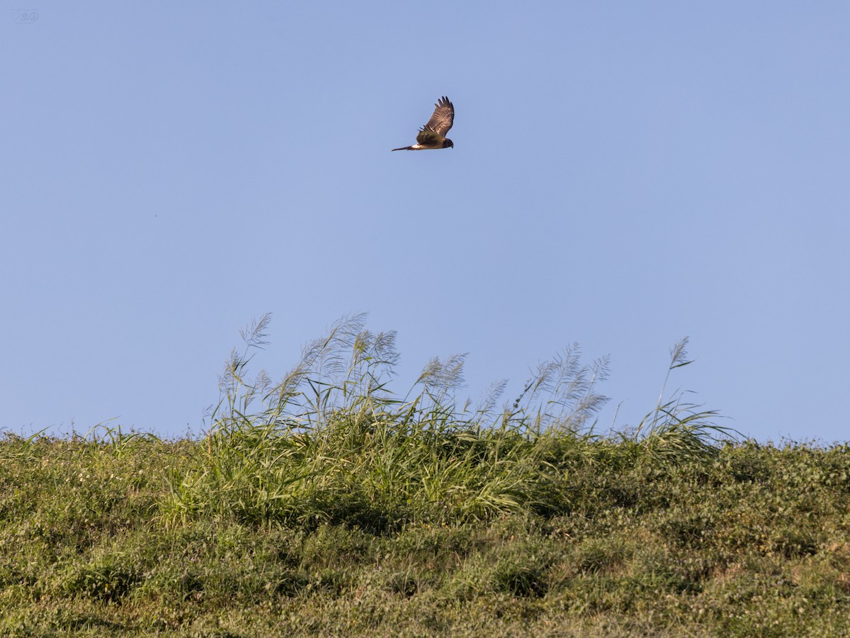 Northern Harrier - ML643811329