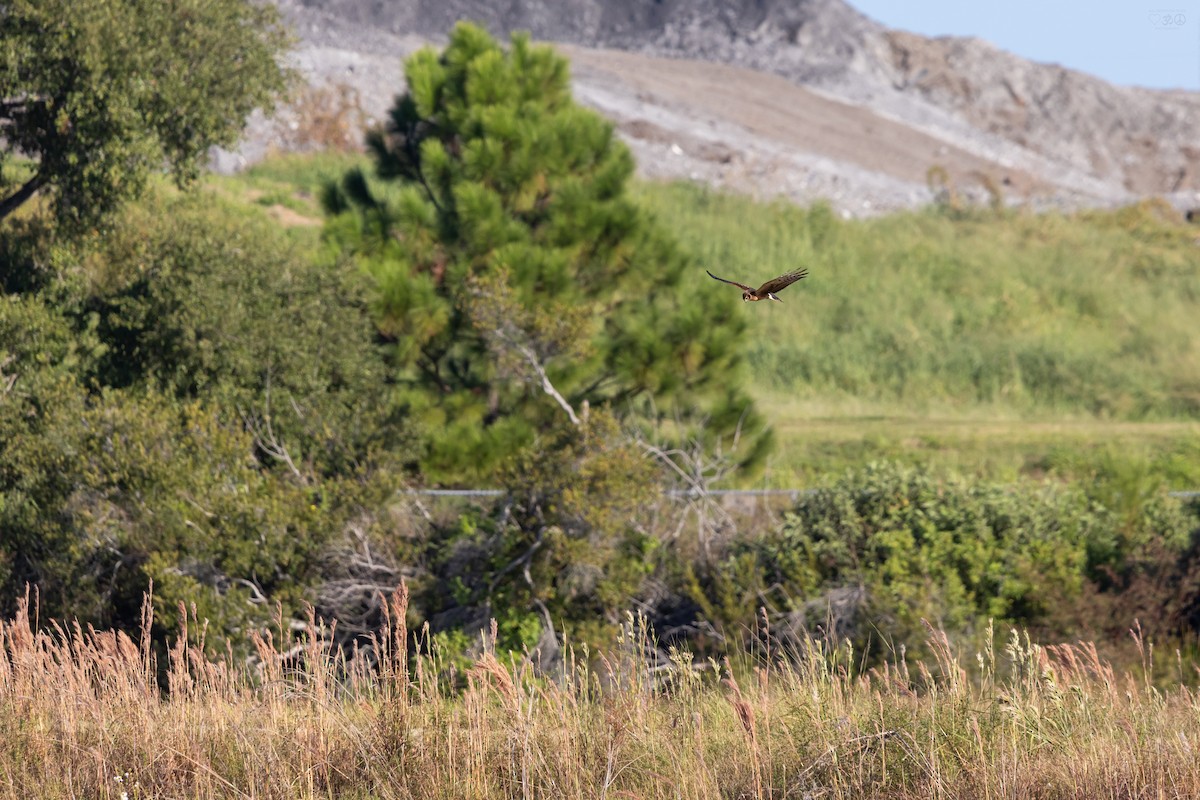 Northern Harrier - ML643811330