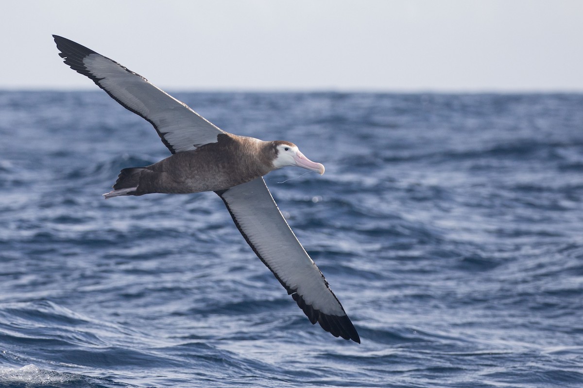 Snowy Albatross - ML643811345