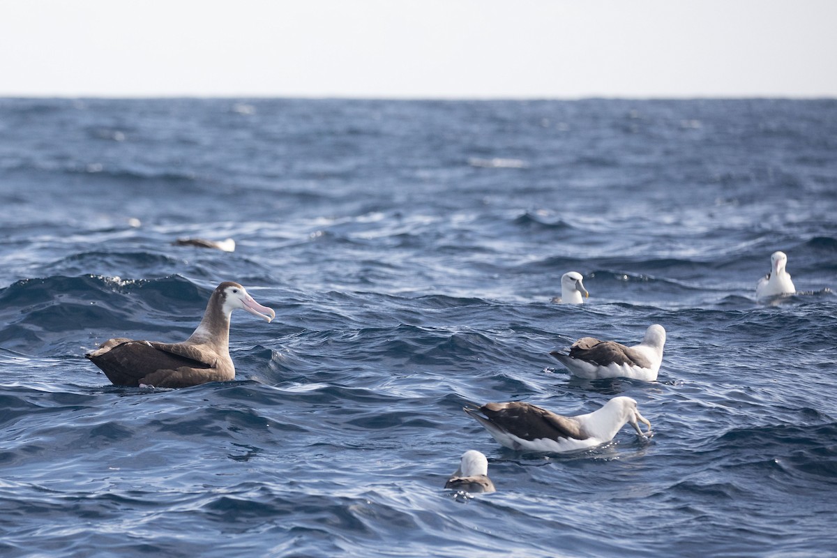 Snowy Albatross - ML643811346