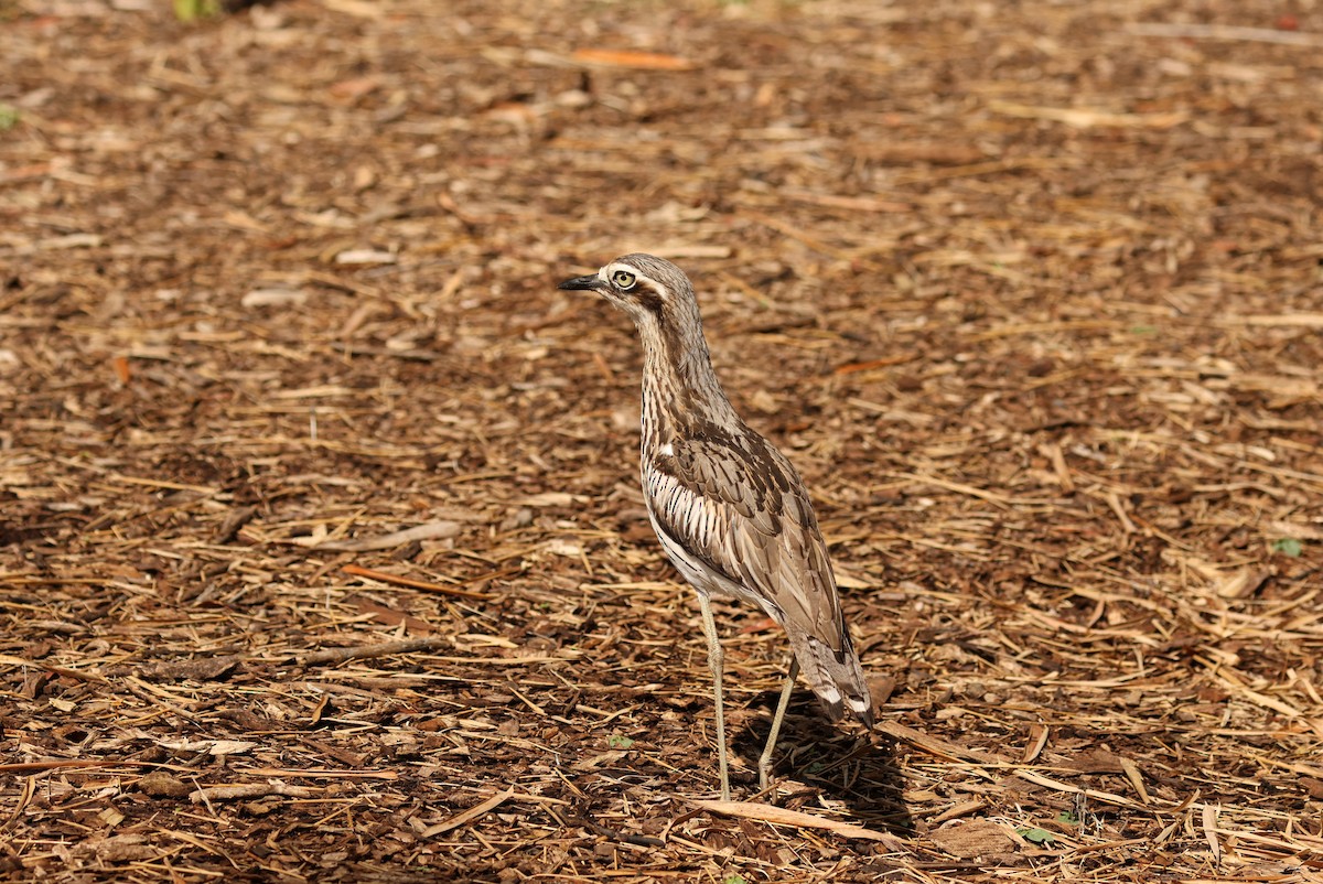 Bush Thick-knee - ML643811355