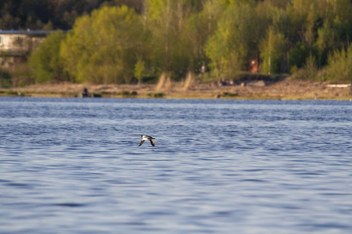 鵲鴨 - ML643811379