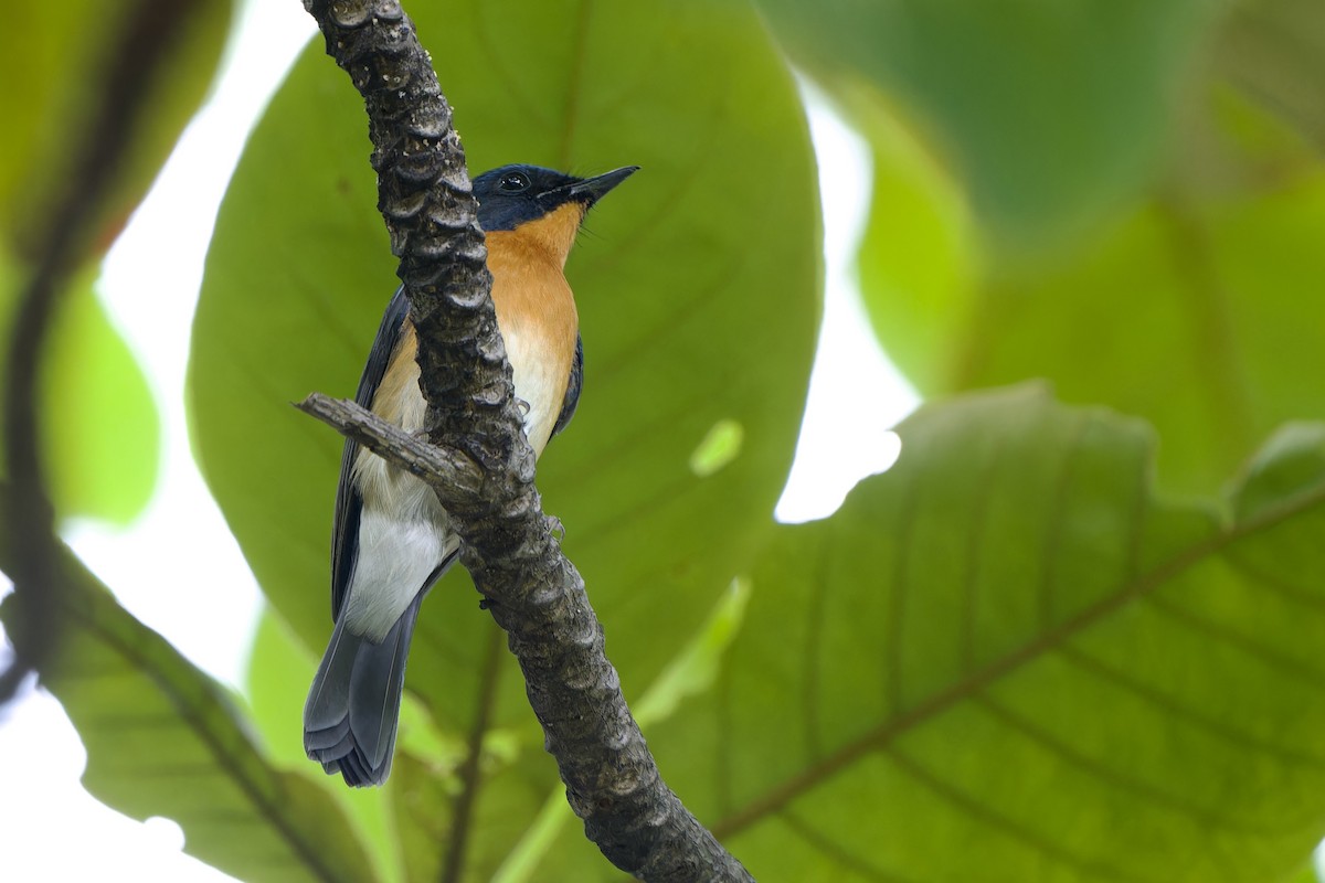 Hill Blue Flycatcher - ML643811380
