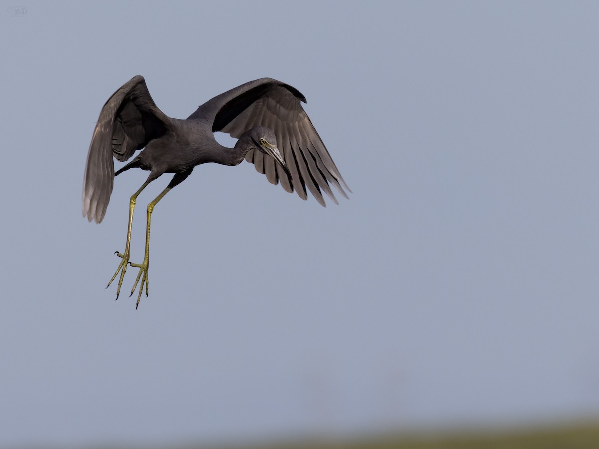 Little Blue Heron - ML643811383
