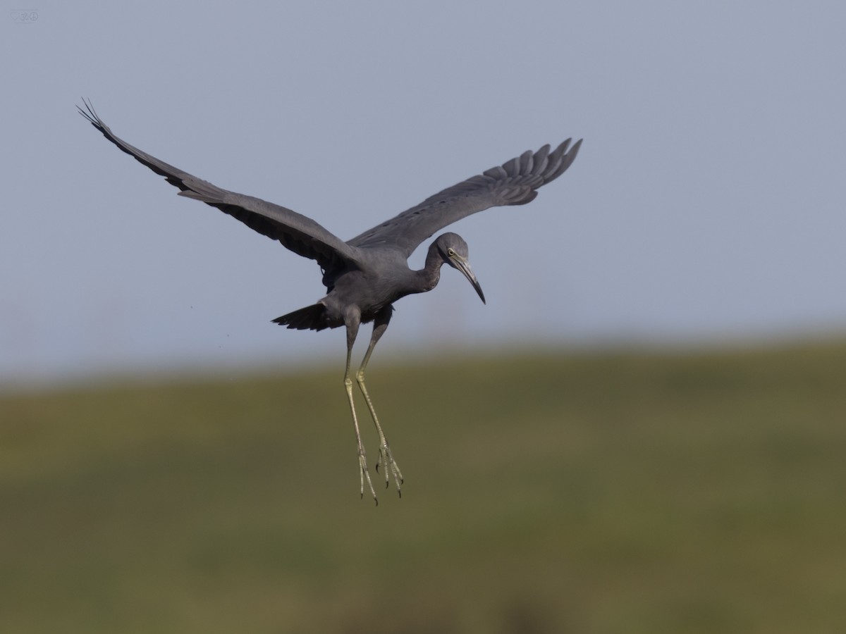 Little Blue Heron - ML643811384