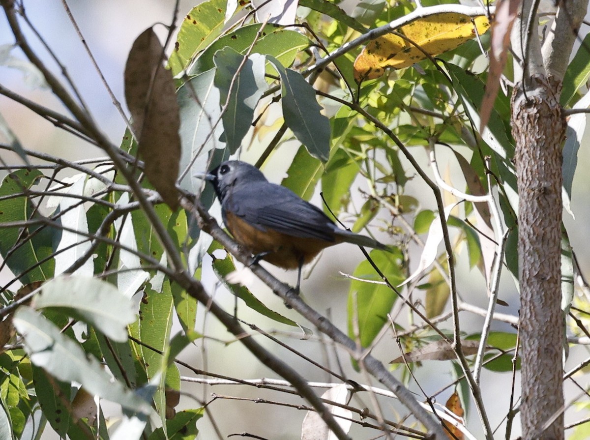 Black-faced Monarch - ML643811386