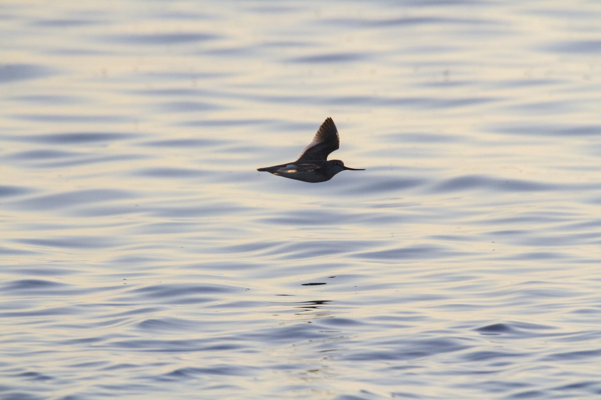 Terek Sandpiper - ML643811406