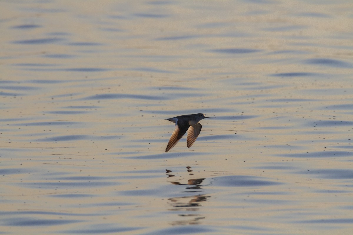 Terek Sandpiper - ML643811407