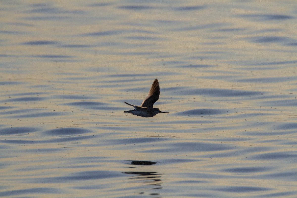 Terek Sandpiper - ML643811408