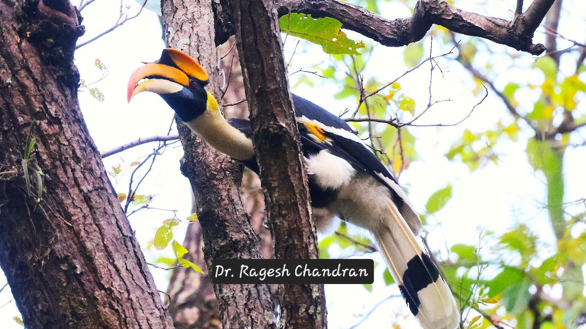 Great Hornbill - ML643811409