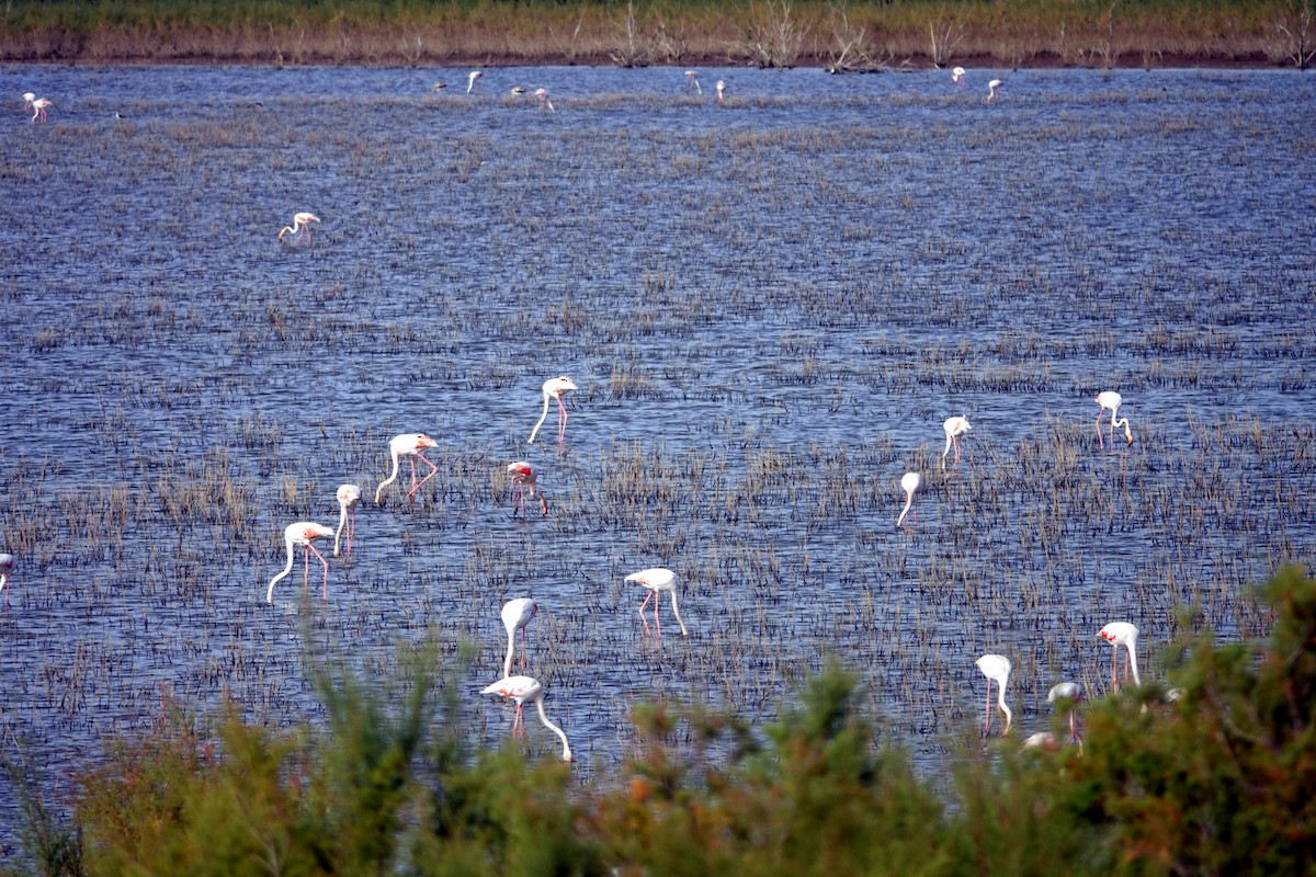Greater Flamingo - ML643811410