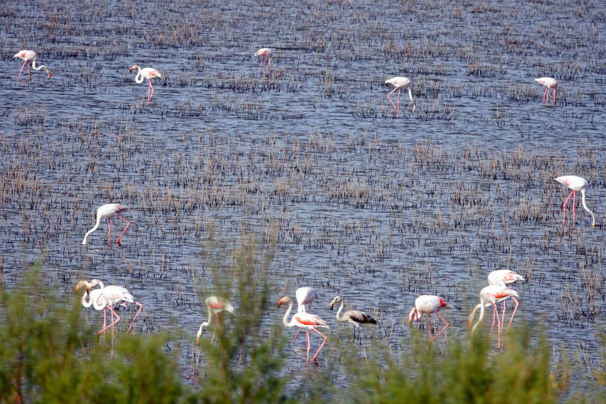 Greater Flamingo - ML643811411