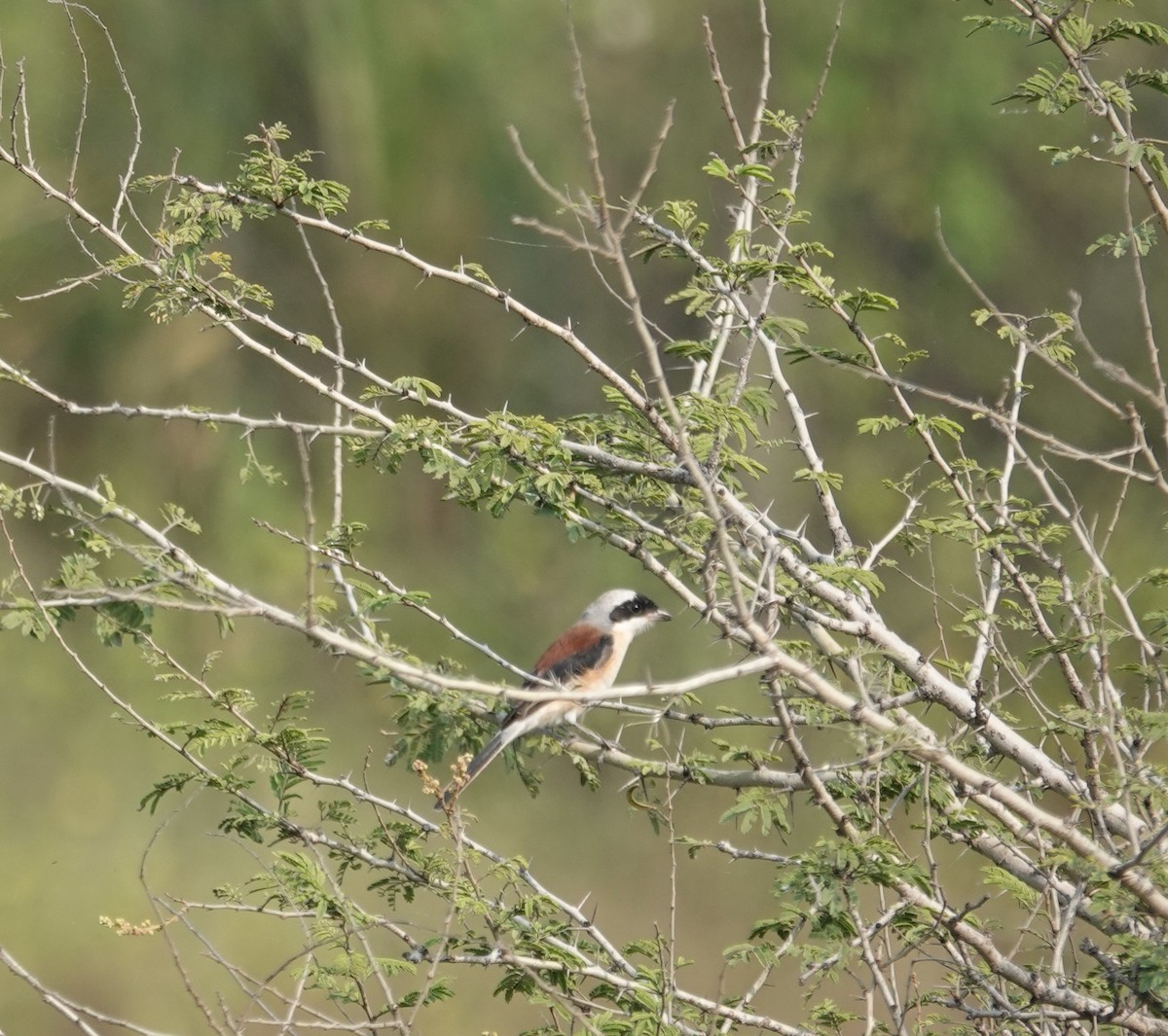 Bay-backed Shrike - ML643811415