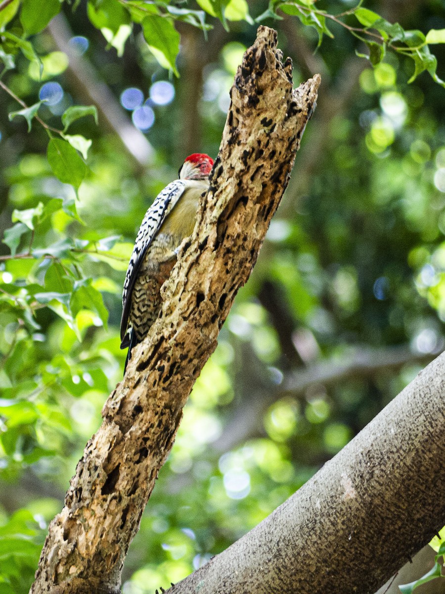 West Indian Woodpecker - ML643811416