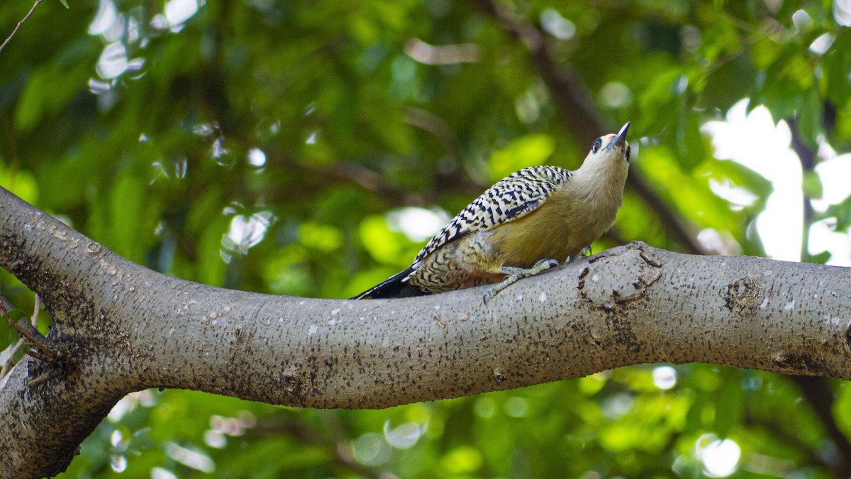 West Indian Woodpecker - ML643811417