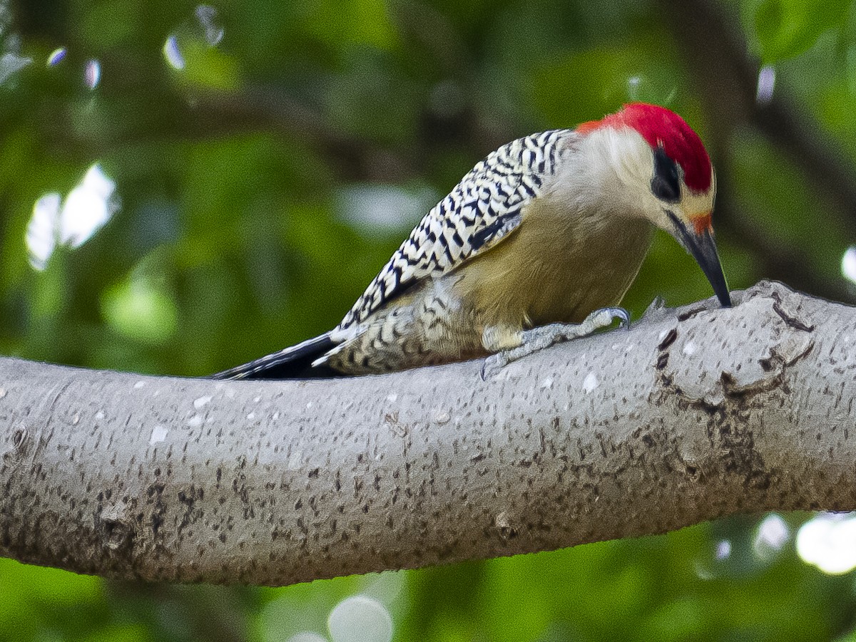 West Indian Woodpecker - ML643811418
