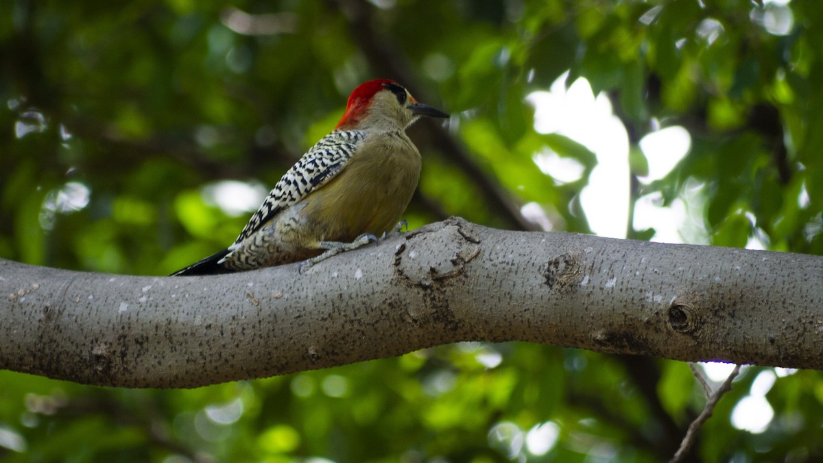 West Indian Woodpecker - ML643811419