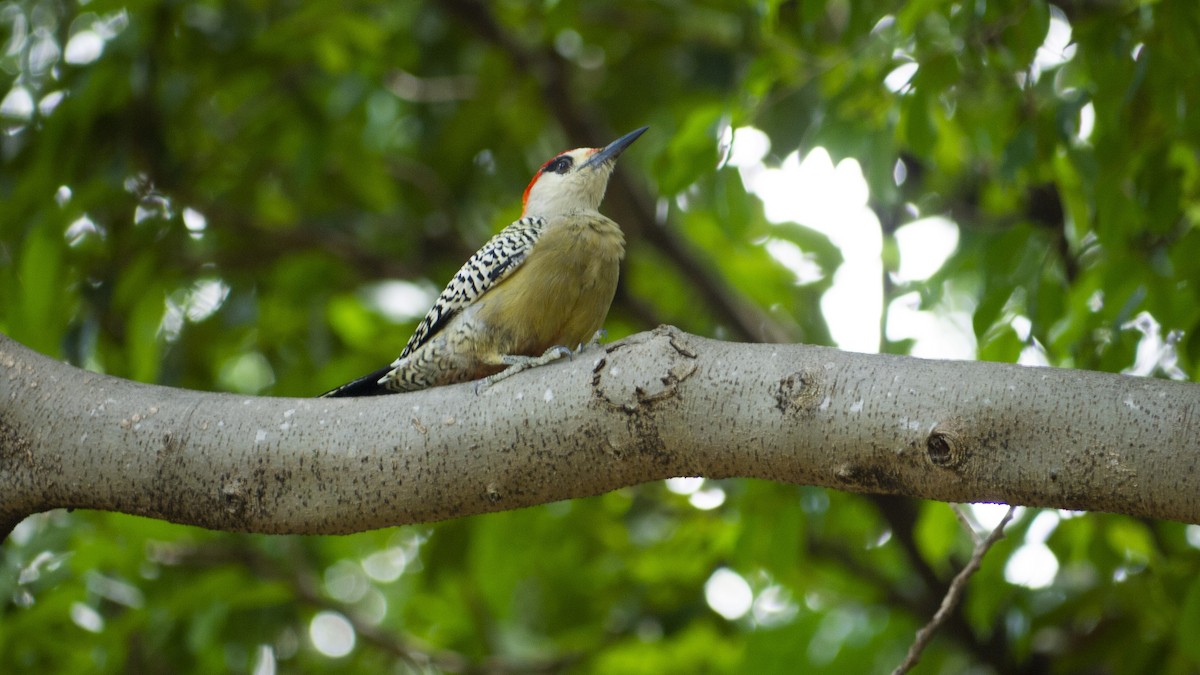 West Indian Woodpecker - ML643811420