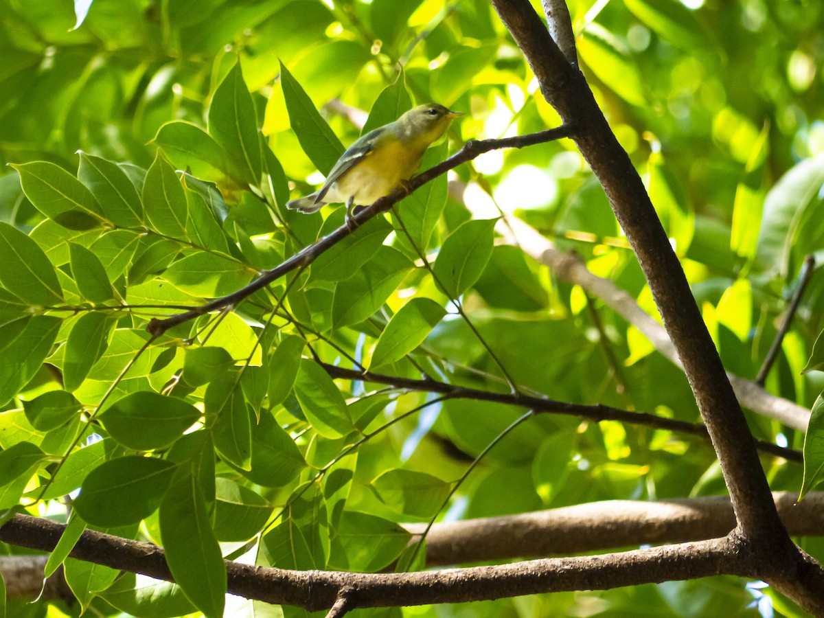 Northern Parula - ML643811434