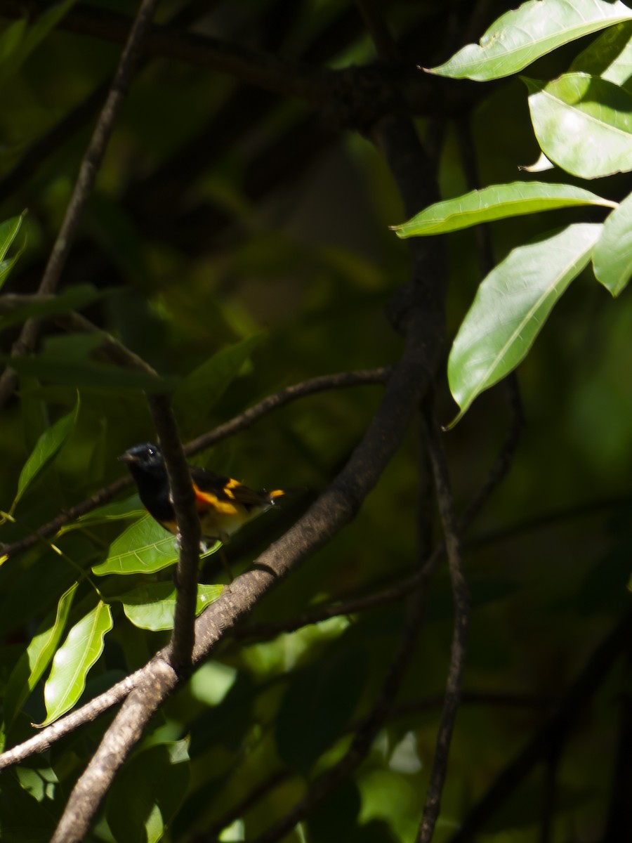 American Redstart - ML643811438