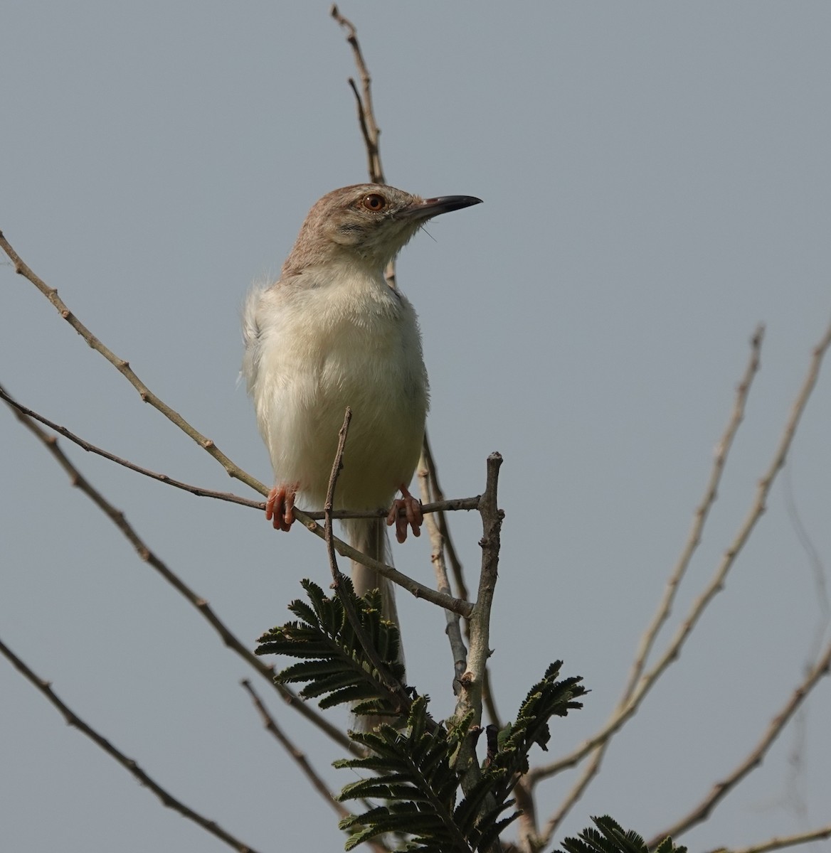 Plain Prinia - ML643811441