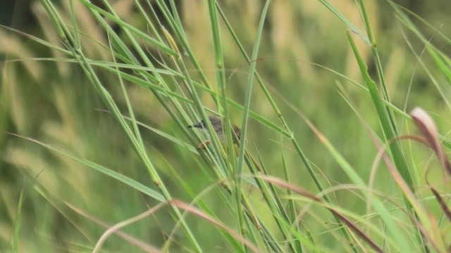 Yellow-bellied Prinia (Yellow-bellied) - ML643811445