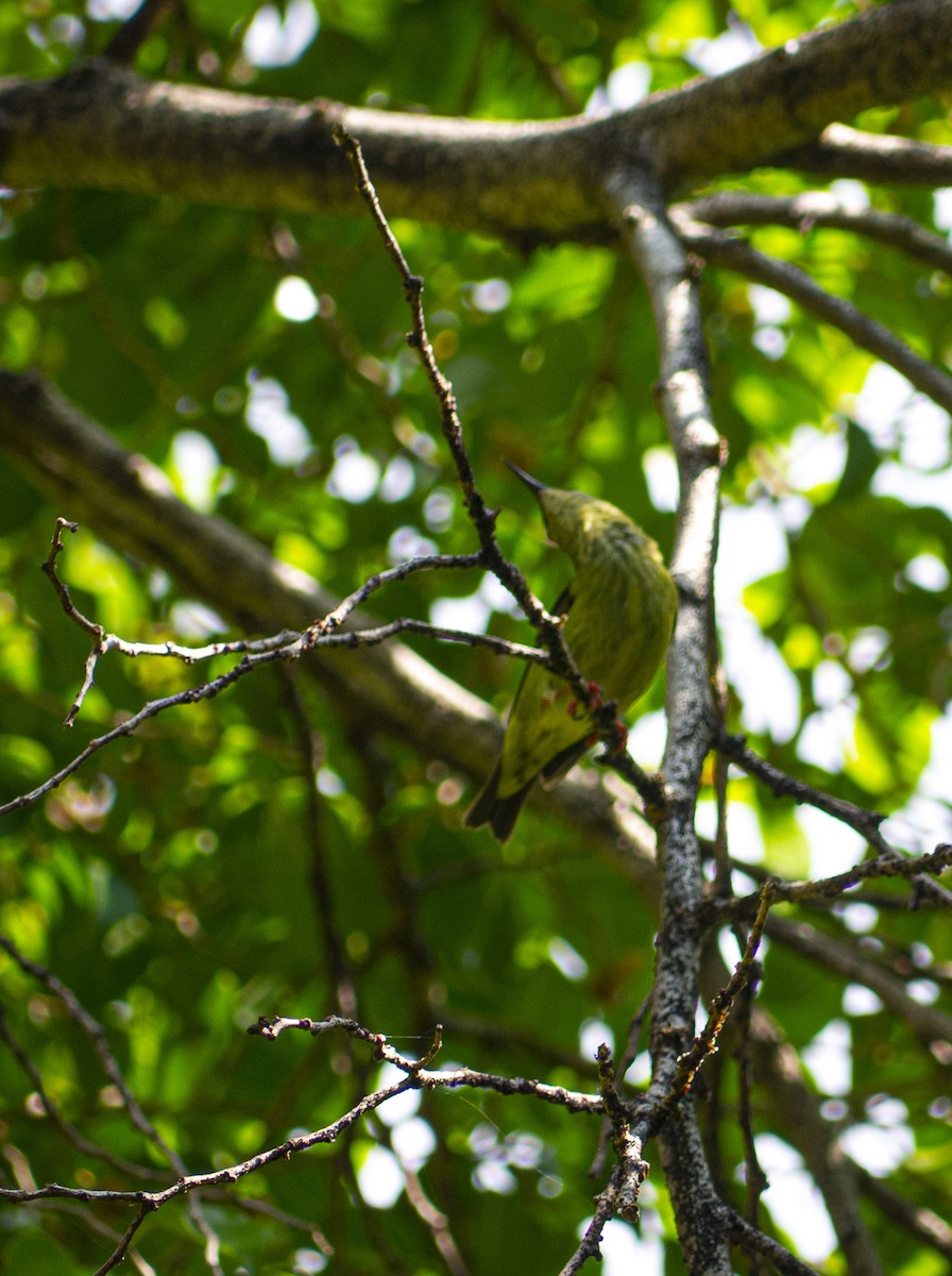 Red-legged Honeycreeper - ML643811447