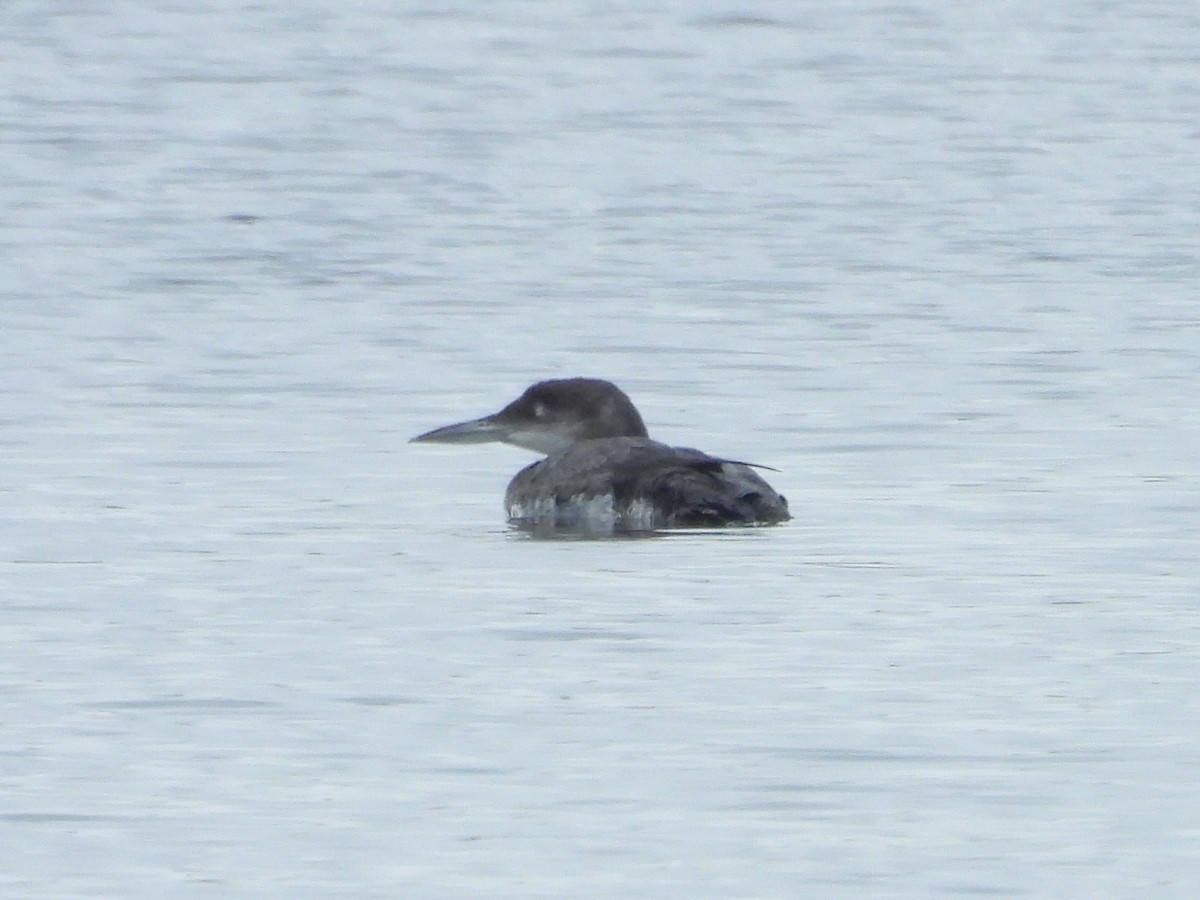 Common Loon - ML643811464