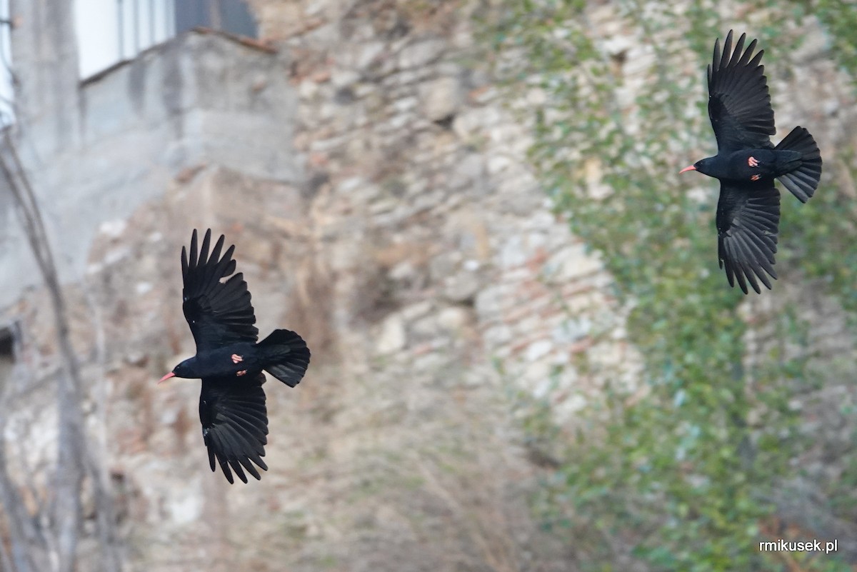 Red-billed Chough - ML643811482