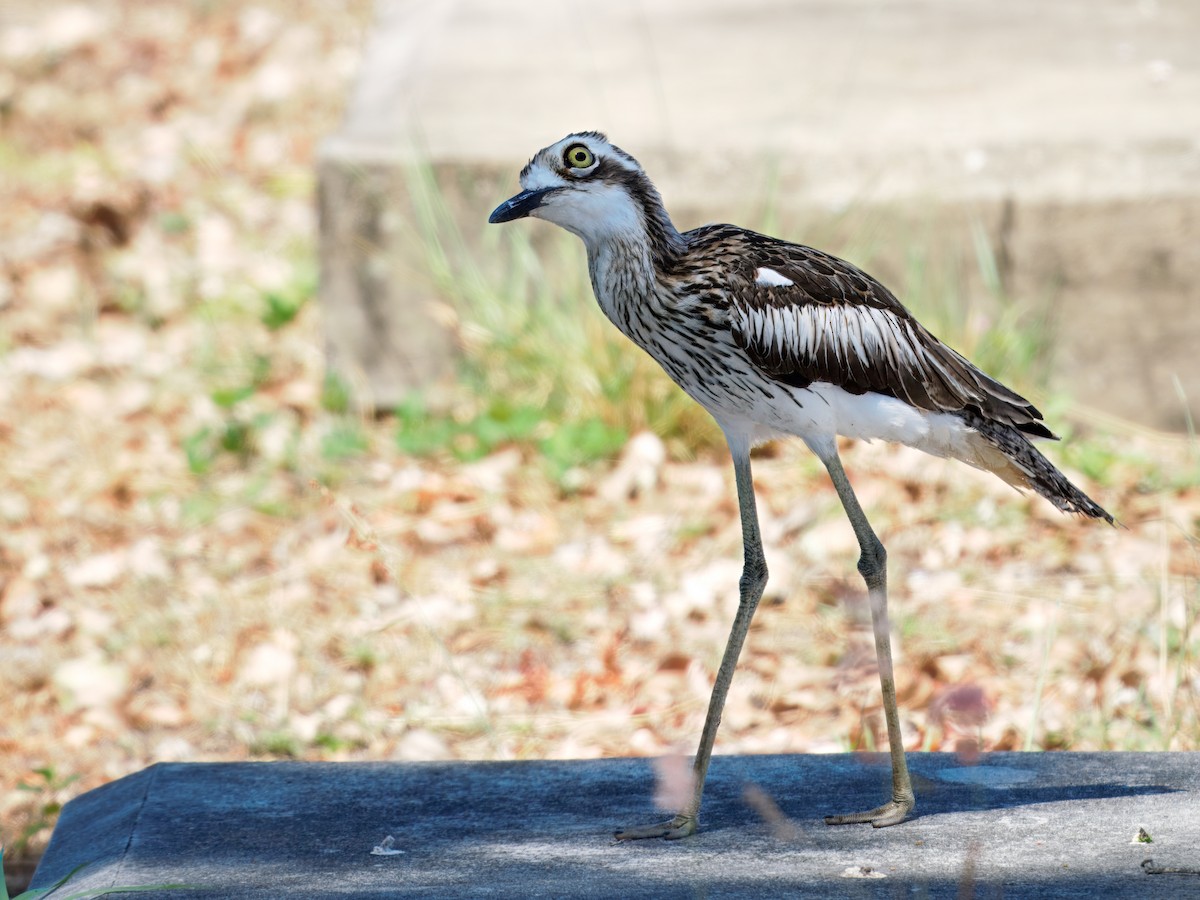Bush Thick-knee - ML643811483