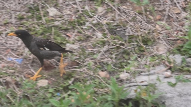Javan Myna - ML643811491