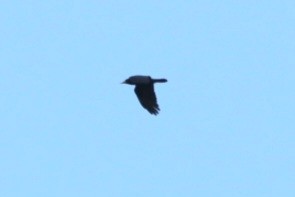 Corbeau freux - ML643811502