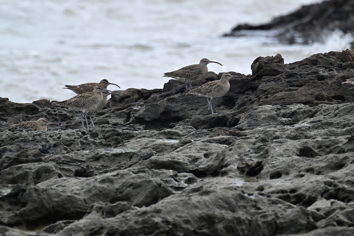 Whimbrel - ML643811510