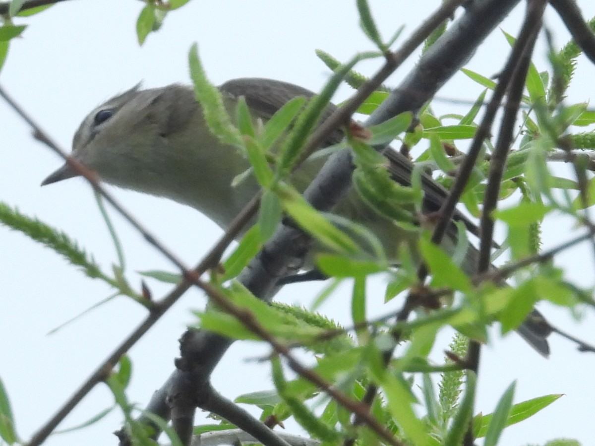 Warbling Vireo (Eastern) - ML643811512
