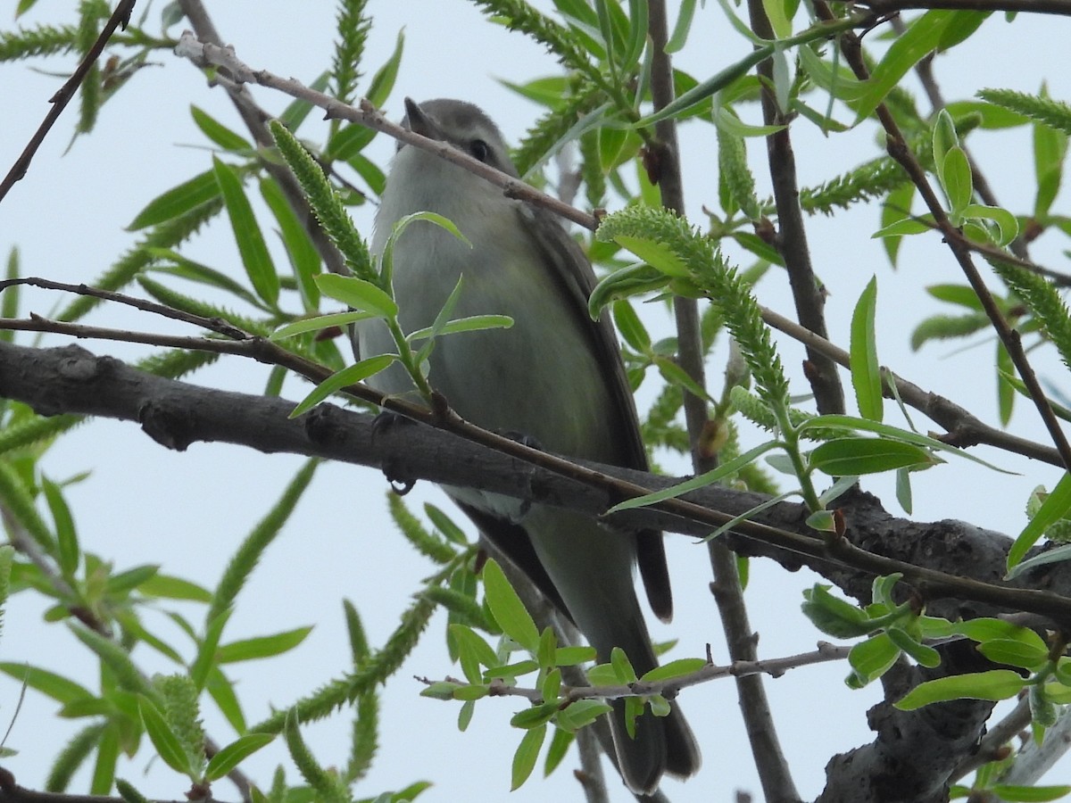 Warbling Vireo (Eastern) - ML643811513