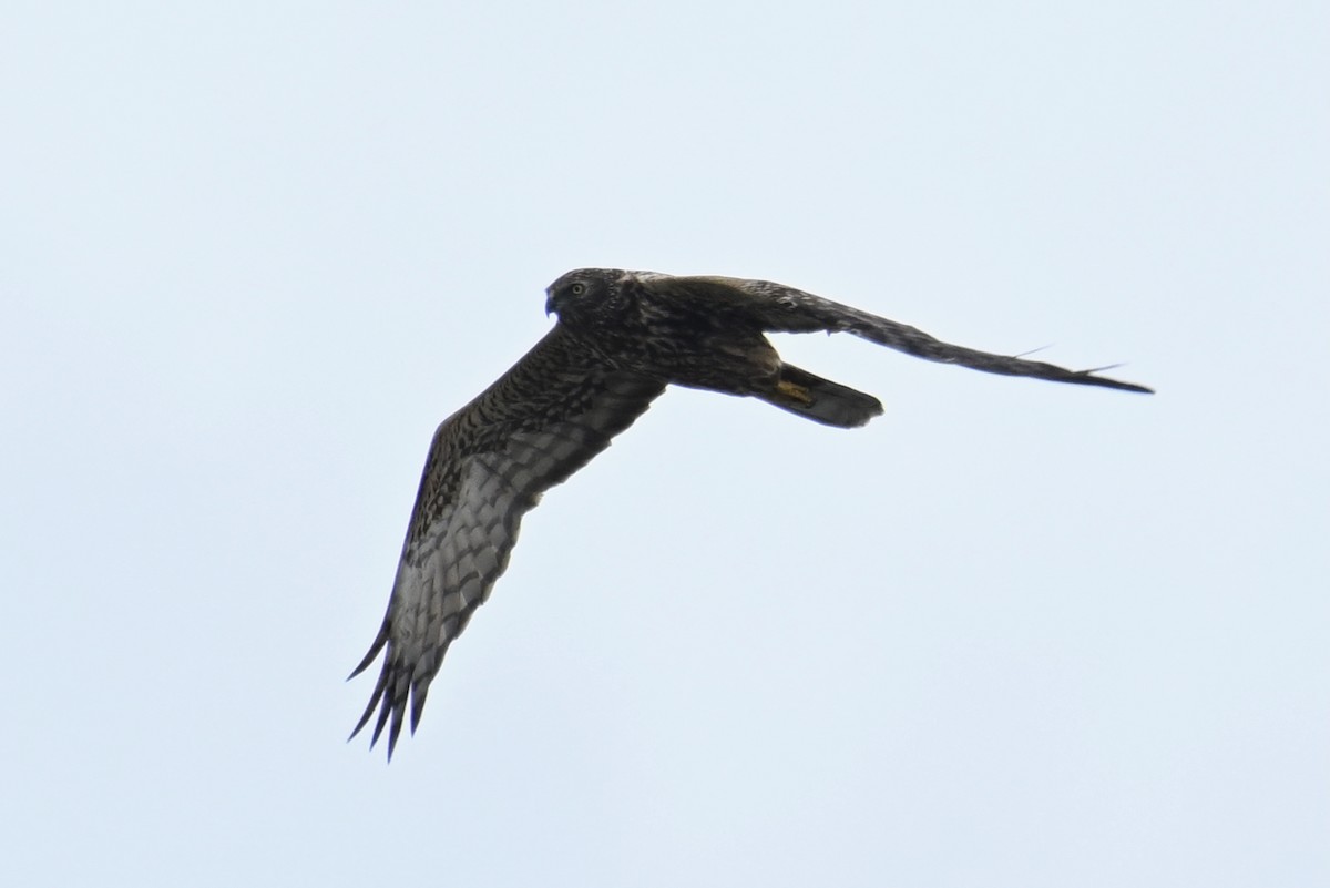 Eastern Marsh Harrier - ML643811519