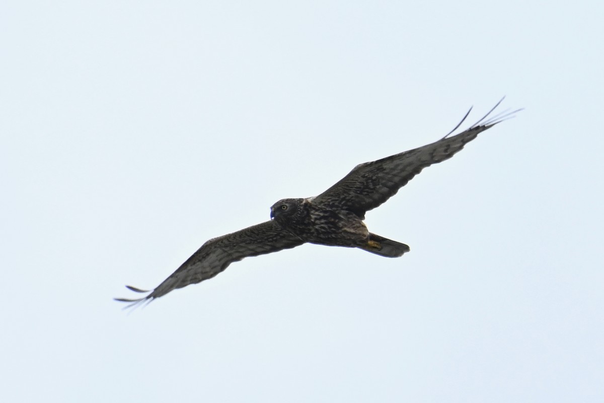 Eastern Marsh Harrier - ML643811520