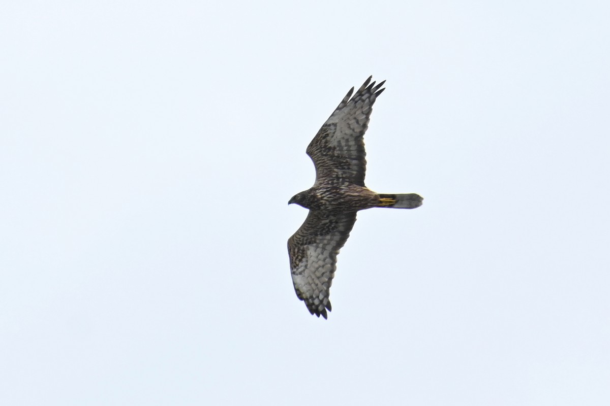 Eastern Marsh Harrier - ML643811521