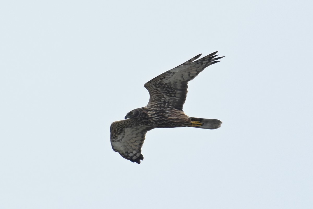 Eastern Marsh Harrier - ML643811522