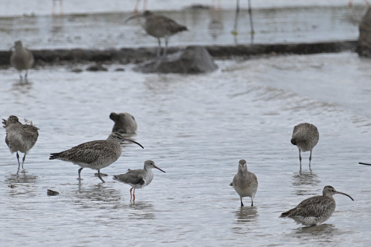 Common Redshank - ML643811524